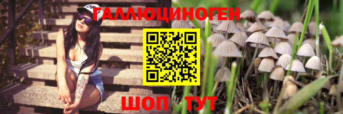 Псилоцибиновые грибы мицелий  Вход с VPN  Всеволожск 